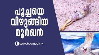 OMG ! The Cobra that swallowed a cat | Snake Master EP 244 | Kaumudy TV