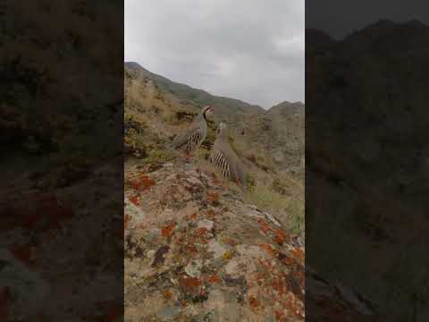 شنانير وادي ثري