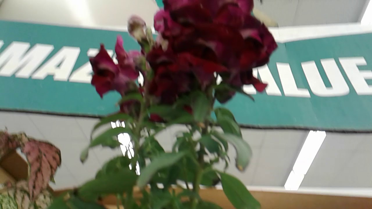 Succulents &amp; More Plants @ the 99 Cents Only Store - YouTube