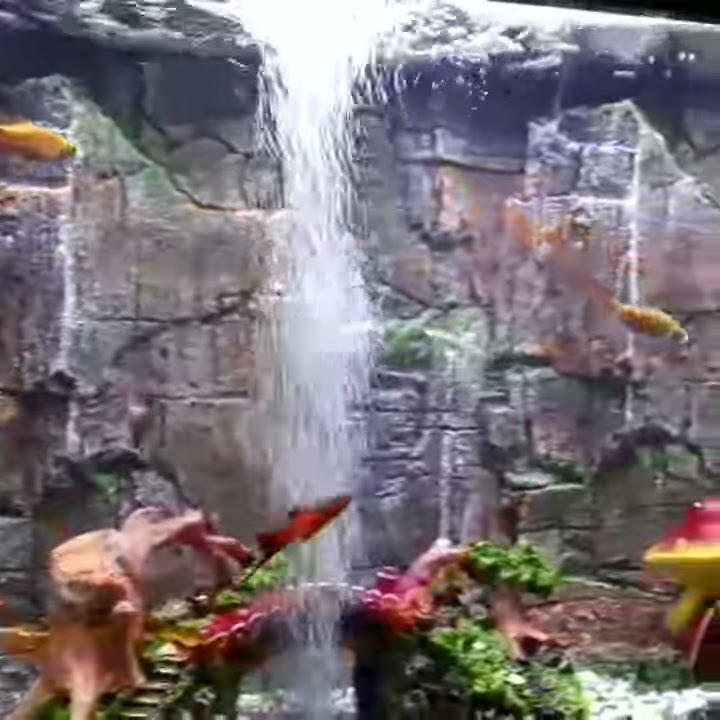 AQUARIUM DINDING TANPA KURAS.