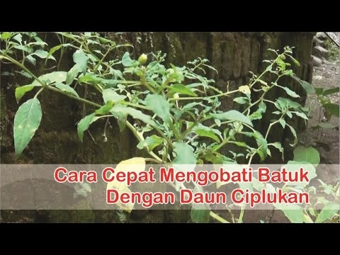 "obat-batuk-herbal",-cara-mengobati-batuk-dengan-"manfaat-daun-ciplukan"