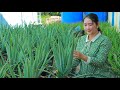 Aloe Vera Jelly Made From Fresh Aloe Vera Growing Stalk In My Country