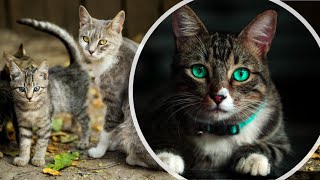 Relaxing Music, Peaceful Soothing Instrumental Music, Cats, Kittens - Your Pets Healing Power!