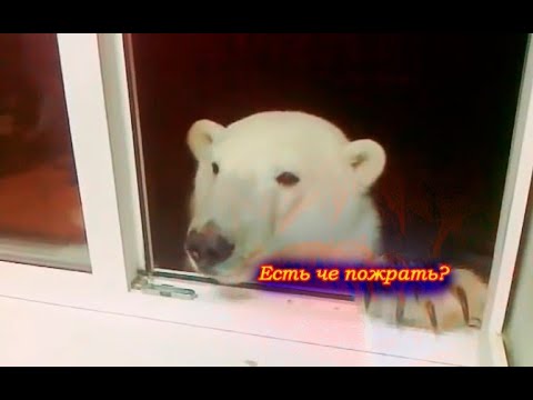 голодный медведь просит поесть