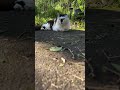 けいきち ライブ④8月31日☀️