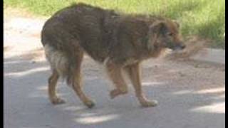 Groeten Uit Genadendal