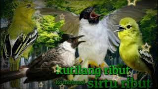 Suara pikat burung kutilang ribut vs sirtu ribut pasti burung berdatanga rame