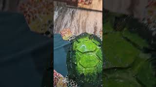 “हैंडमेड कछुआ 🐢 | Waste Material से बनाया सुंदर Turtle Showpiece❤️❤️❤️💫🫶
