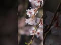 春の京都・聖護院門跡(2019年)　#shorts #kyoto #japan