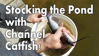 Stocking the Pond with Channel Catfish