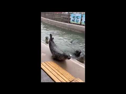 Seal says WAAAAAAH