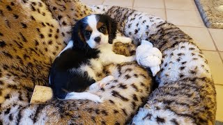 Meeting Puppy Feb 2020 by West Coast Gal 1,707 views 3 years ago 3 minutes