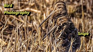 How to Photograph the Snipe