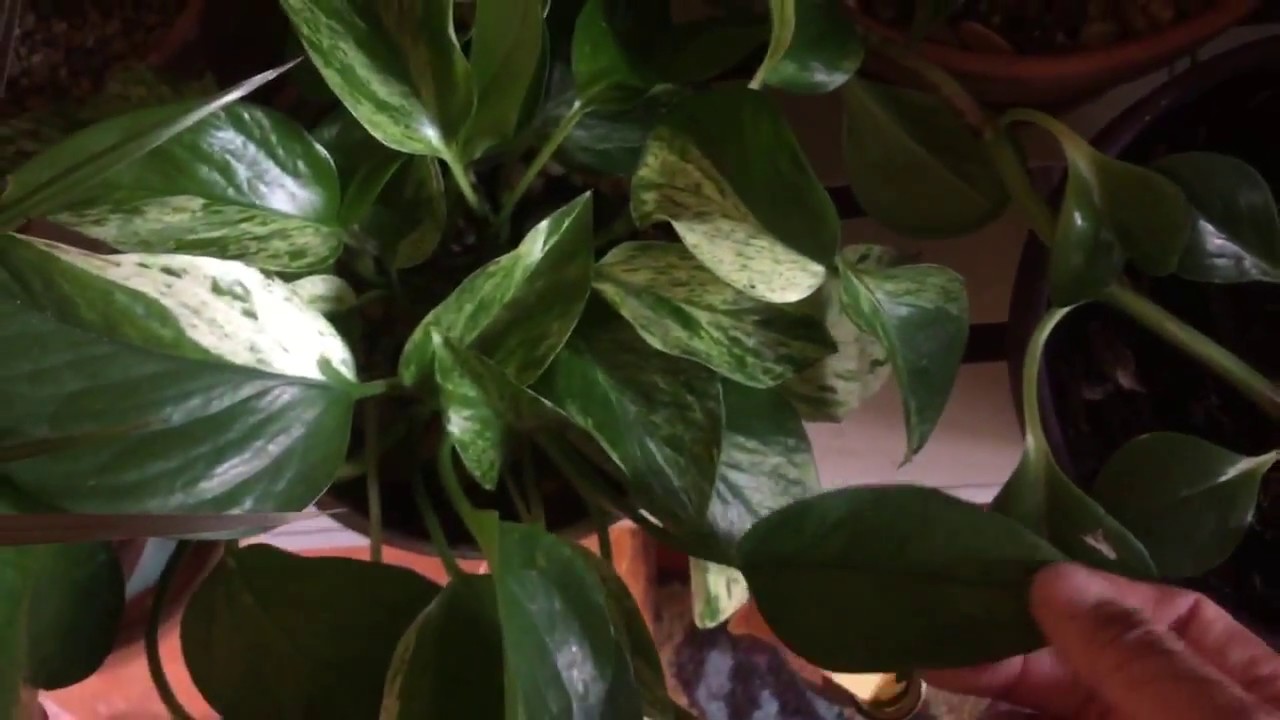 Super Easy Houseplants for Beginners + Watering Hack YouTube