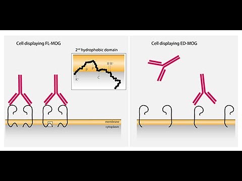 mog autoimmune mog autoimmune