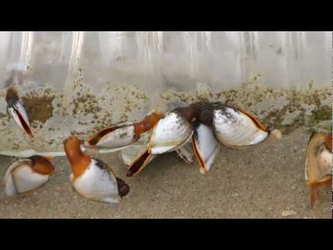 marine life on discarded bottle - YouTube