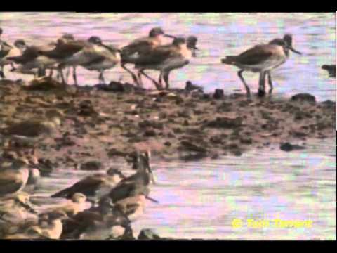 Asian Dowitcher (Limnodromus semipalmatus)