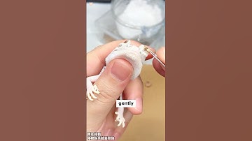 Vet Removes "Eye Caps" from Two Geckos—They Can See Again!#shorts