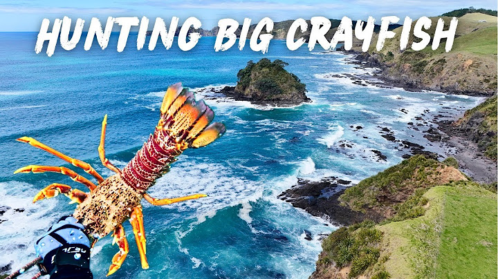 HUNTING BIG CRAYFISH/LOBSTER IN PRISTINE REEFS – epic free-dive and catch & cook