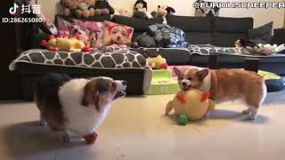 Conversation of the Two Fighting Corgis