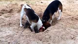 Beagles digging to the music: Working in a Coal Mine