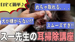 【犬　暮らし】犬が嫌がらないスー先生の簡単「耳掃除講座」