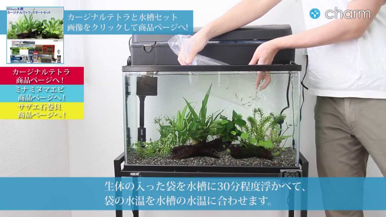 Charm カージナルテトラ 水草と水槽セットの設置2 生体水合わせ篇 Youtube