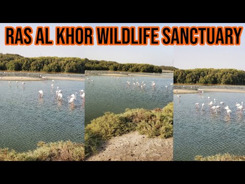 Ras Al Khor Wildlife Sanctuary | Dubai Ras Al Khor Wildlife Sanctuary | Pink Flamingo