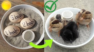 how to make incubator egg hatching - sunlight incubator