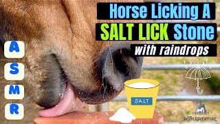 Horse LICKING A SALT LICK Stone ASMR~ With Raindrop Sounds~ Oddly Satisfying Horse Sounds