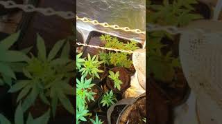 Porc garden clones are ready and rooted of the mom's in flower now