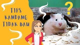 Tips Kandang Hamster Tidak Bau