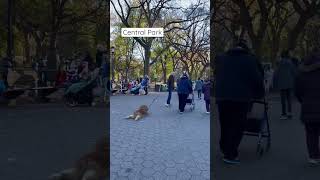 Dog refusing to walk Central Park #NYC #newyork