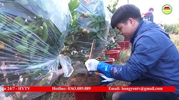 Đưa quất cảnh Văn Giang đến với Trường Sa