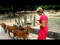 Deer attack in Nara Park