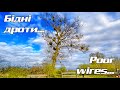 МЕГА епічна тополя та декілька лип A MEGA epic poplar and several lindens