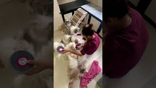 L lag gai..#youtubeshorts #pets #dogbreed #cute #mumbai #viral #shihtzu #tcs #incredibletcs #puppy😞