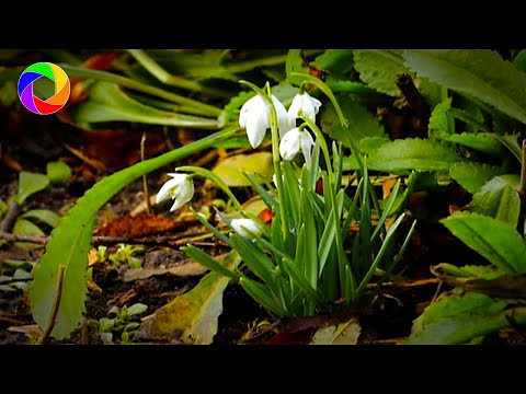 Video: Lumesulatus: tüübid, tööpõhimõte