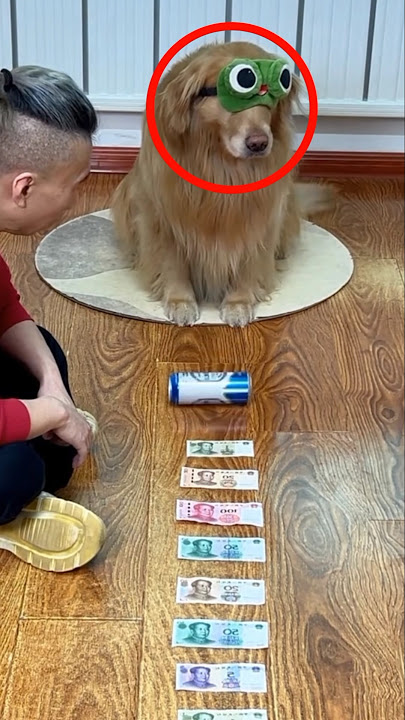 Anjing Ini Punya Mata Batin? #shortvideo