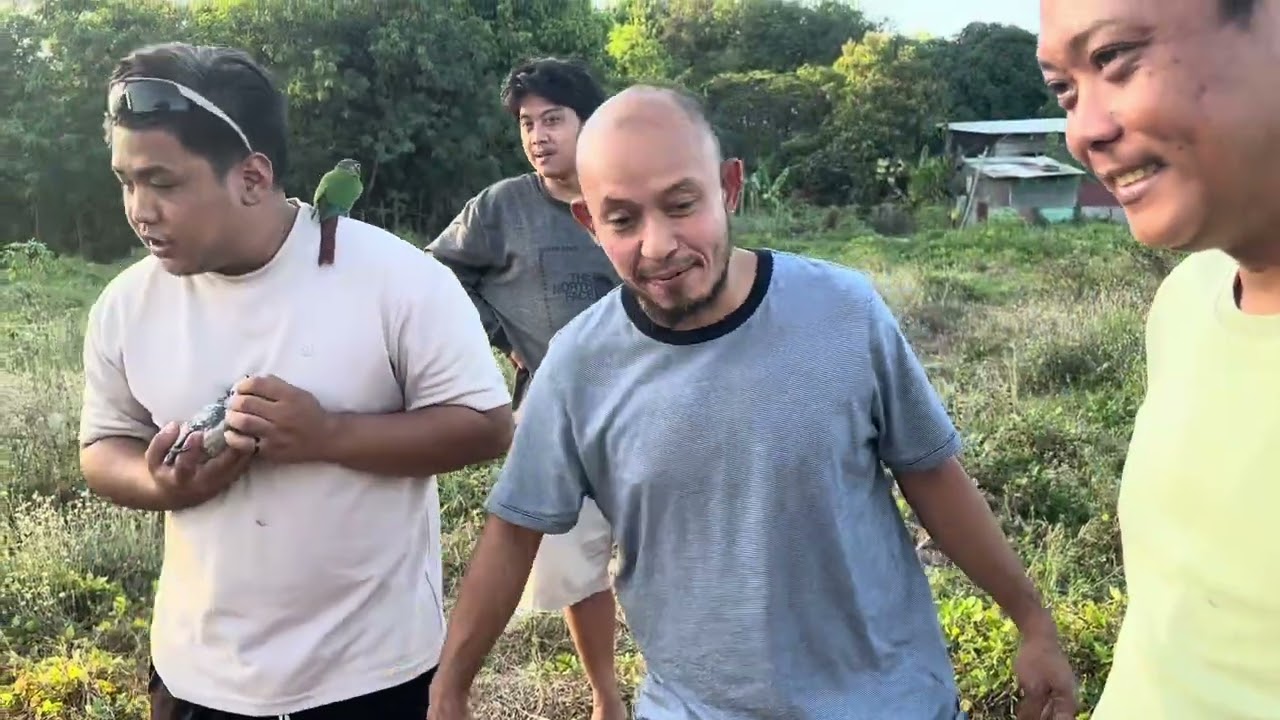 PARROT FREEFLIGHT SUNCONURE COCKATEIL ECLECTUS AND AFRICAN GRAY PARROT SA VENTY AVIARY
