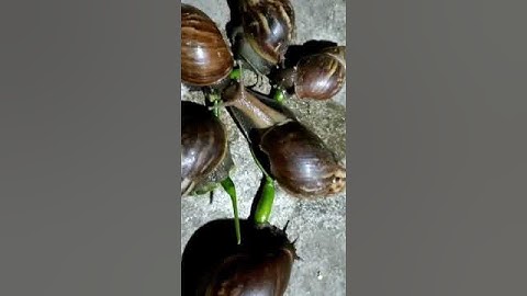 ớt là món khoái khẩu của ốc sên #shorts