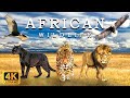 Capture de la vidéo 4K African Wildlife - Great Migration, Serengeti National Park To The Maasai Mara, Kenya