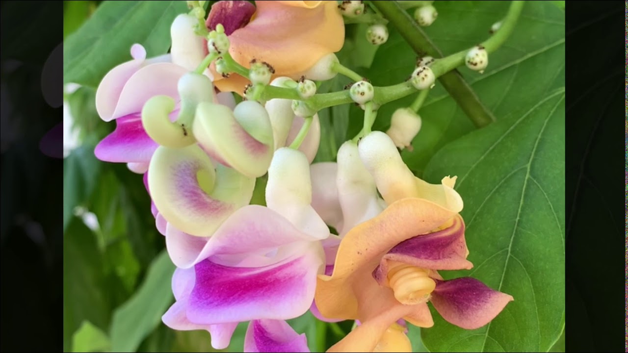 My Corkscrew Vine Flowers