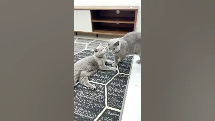 Video 10183631: shorthair kitten britishshorthair cat, british shorthair cat kitten, britishshorthair catlover kitten