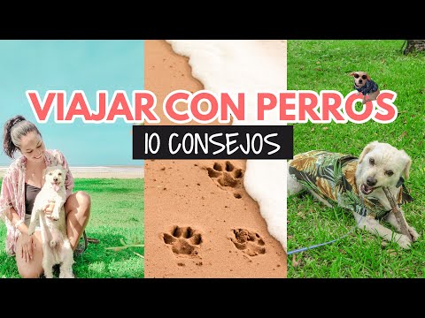 Video: 8 consejos para ayudar a manejar la temporada de desprendimiento de perros