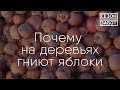 Как избавить яблони, груши и сливы от плодовой гнили