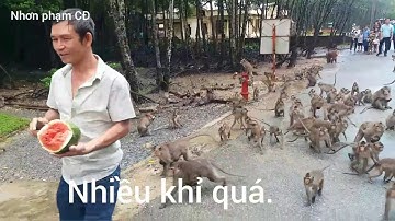 DU LỊCH.CẦN GIỜ ĐẢO KHỈ.VÀ CÂU CÁ SẤU.P.2