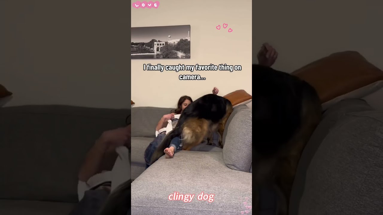 When You Have A Cling Dog 