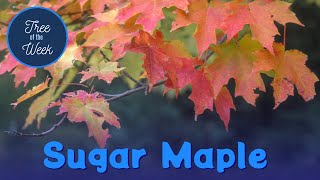 Tree of the Week: Sugar Maple