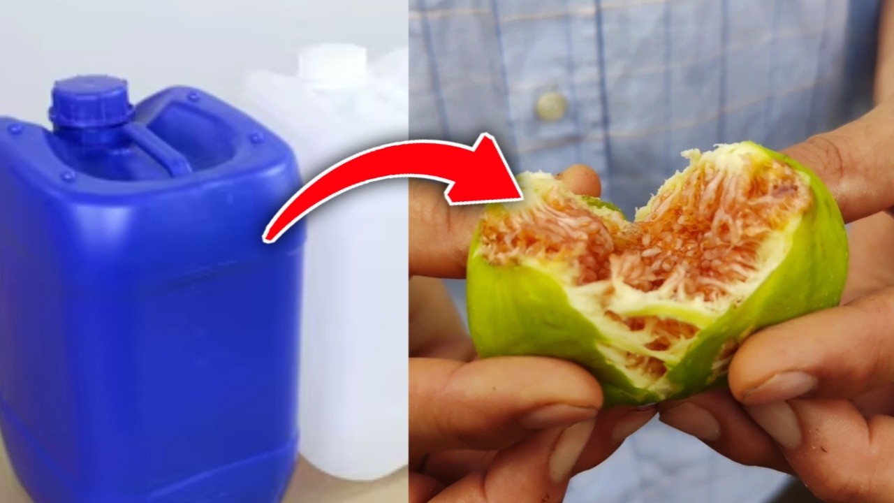 زراعة شجرة التين فوق السطح… إنتاج يفوق التوقعات